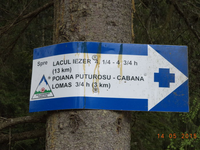 Indicator turistic-2 - Urcatul la stana cu vacile in Dealul Alb-2015