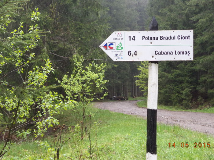 Indicatorul spre Calimani - Urcatul la stana cu vacile in Dealul Alb-2015