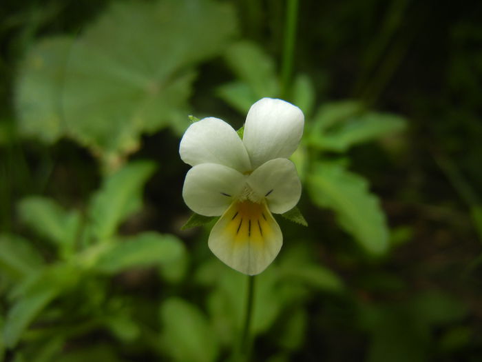 Viola arvensis_Field Pansy ('15, Apr.30) - Viola arvensis_Field Pansy