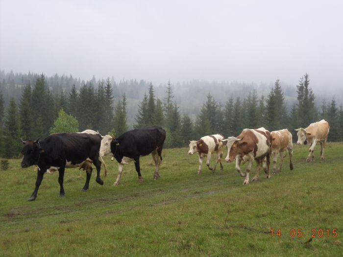 Insirate in sir indian - Urcatul la stana cu vacile in Dealul Alb-2015