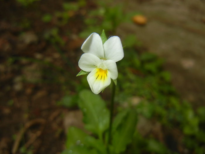 Viola arvensis_Field Pansy ('15, May 02)