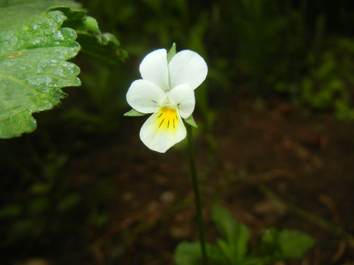 Viola arvensis_Field Pansy ('15, May 02)