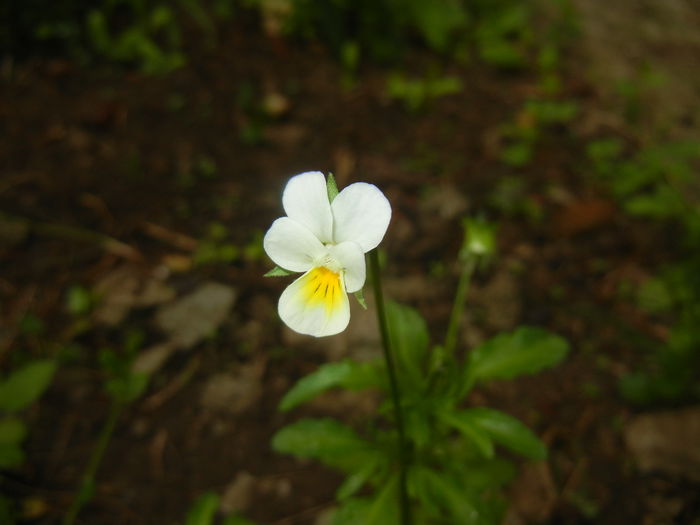 Viola arvensis_Field Pansy ('15, May 02) - Viola arvensis_Field Pansy