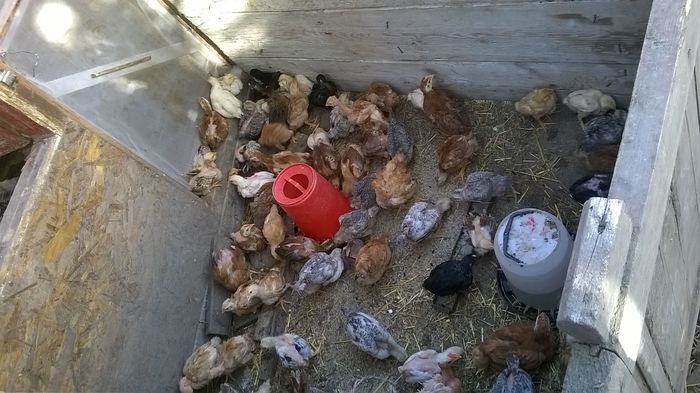 WP_20150506_18_37_06_Pro incubator si cumparari pui 2015 (1) - M---diverse