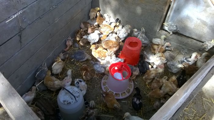WP_20150506_18_37_06_Pro incubator si cumparari pui 2015 (3)
