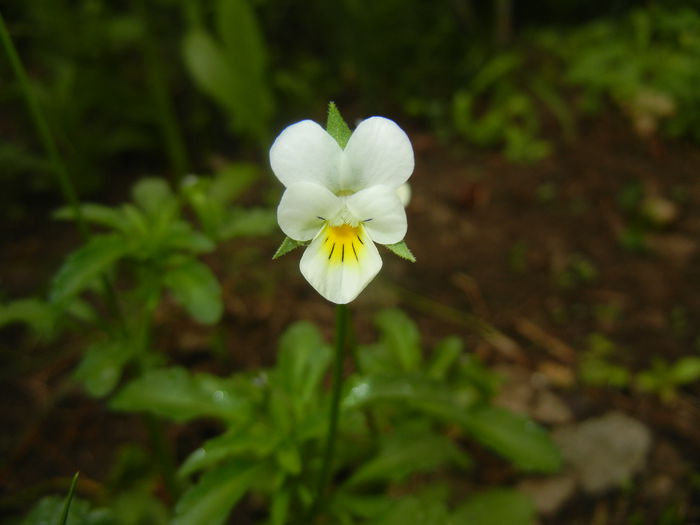 Viola arvensis_Field Pansy ('15, May 02)