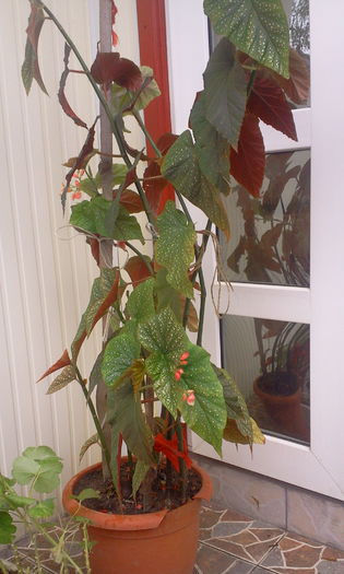 Fotografie9142 - Begonia lucernae