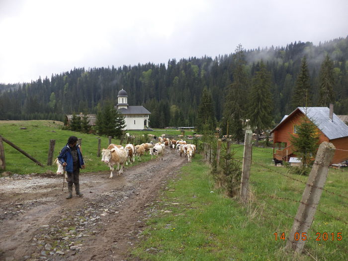 Manastirea de la Gura Izvorului - Urcatul la stana cu vacile in Dealul Alb-2015
