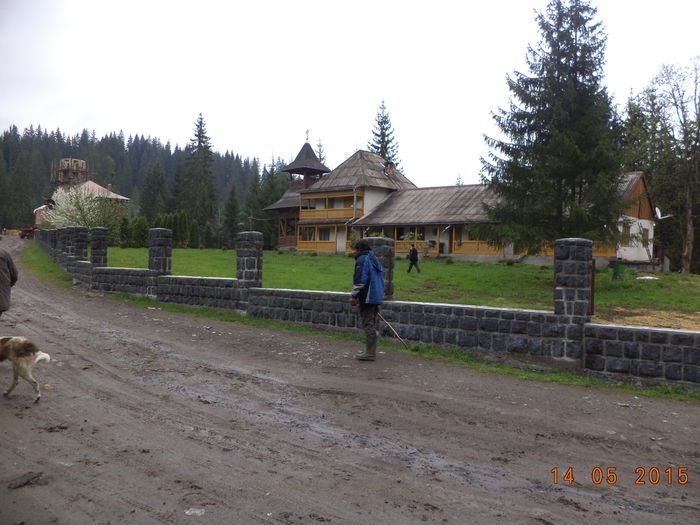 Manastirea-3 - Urcatul la stana cu vacile in Dealul Alb-2015