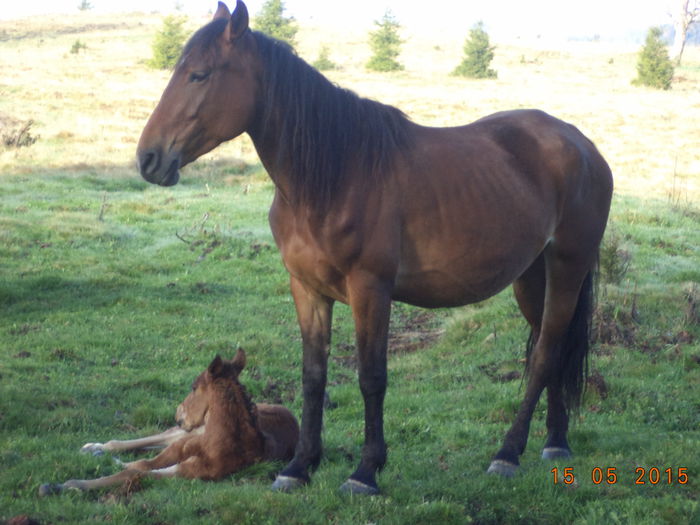 Manzucul cu mama lui - Urcatul la stana cu vacile in Dealul Alb-2015