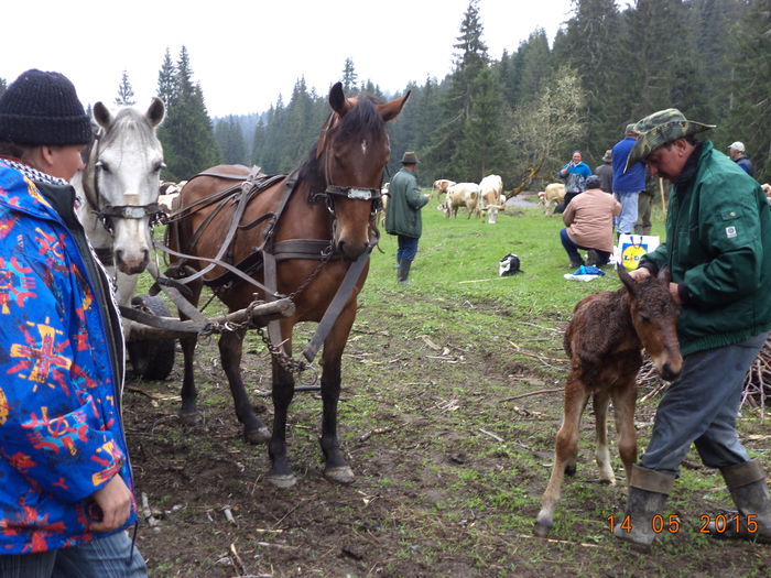 Manzucul mititel la supt-3