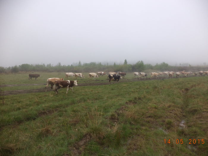 Mergem cu bine - Urcatul la stana cu vacile in Dealul Alb-2015