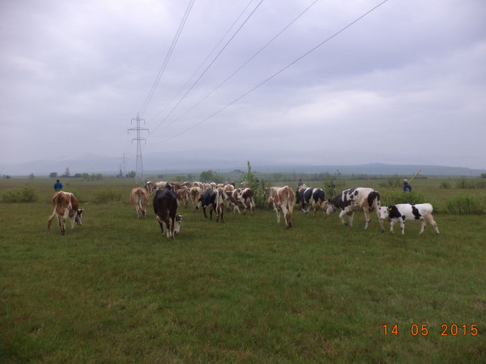 Mergem linistiti - Urcatul la stana cu vacile in Dealul Alb-2015