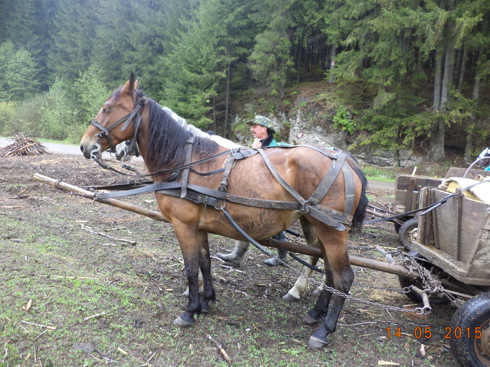 Mitica ciobanul - Urcatul la stana cu vacile in Dealul Alb-2015
