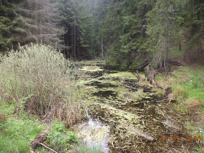 Mlastina din padure - Urcatul la stana cu vacile in Dealul Alb-2015