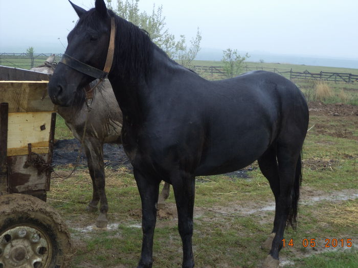 Negru ca mura - Urcatul la stana cu vacile in Dealul Alb-2015
