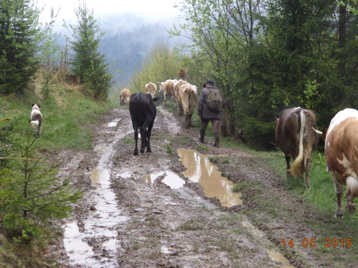 Noroi pe drum - Urcatul la stana cu vacile in Dealul Alb-2015