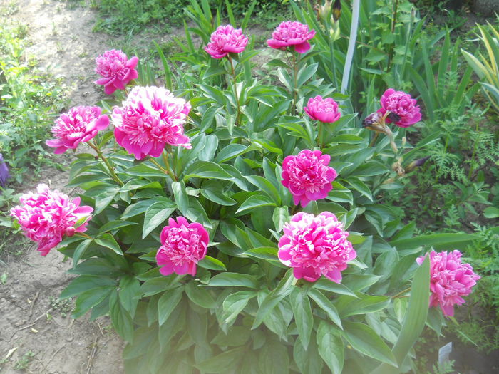 DSCN9560