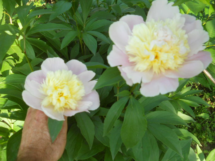 alb-roz langa smochin