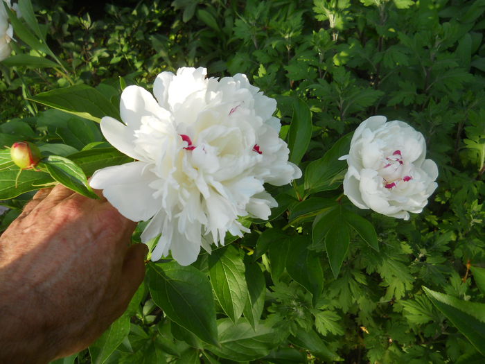 Bujor alb Festiva Maxim