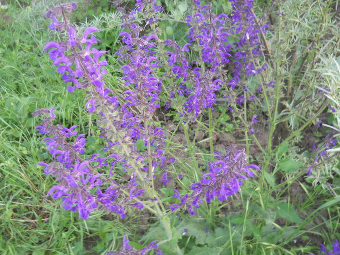 salvia