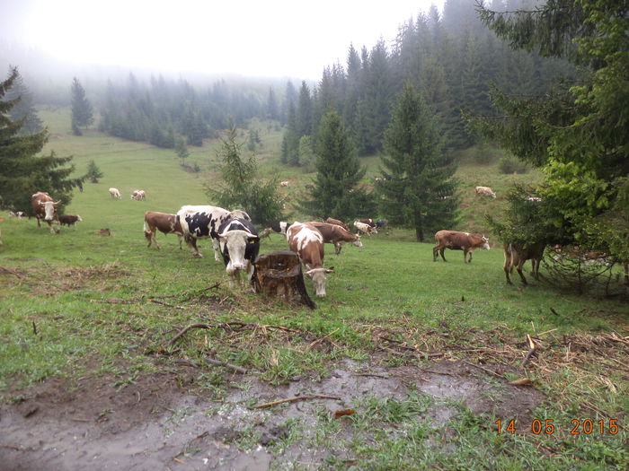 Nu mai au rabdare - Urcatul la stana cu vacile in Dealul Alb-2015