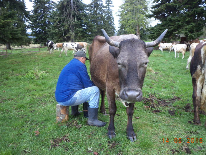 O vaca buna de lapte - Urcatul la stana cu vacile in Dealul Alb-2015