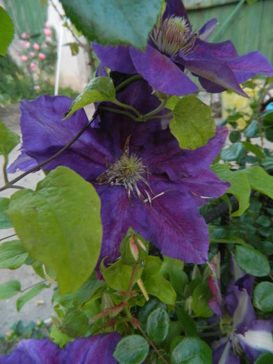 warszawska nike - Clematis