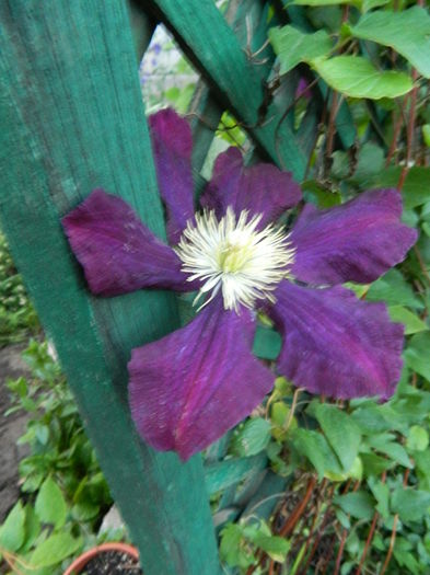  - Clematis