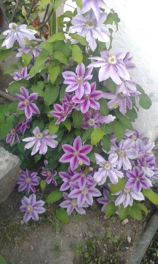 20150518_190845 - Clematis 2015