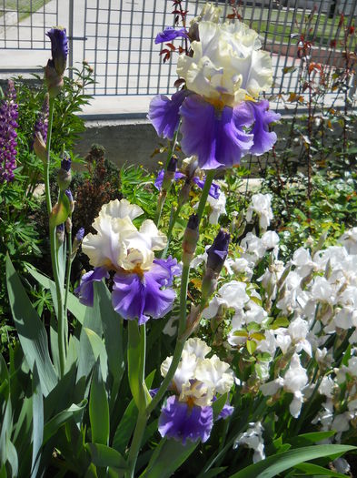 Dreams of You - iris 2015