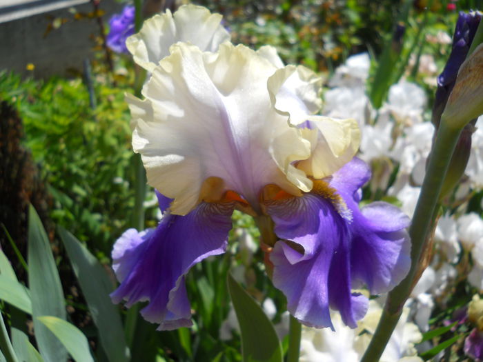 DSCN6780 - iris 2015