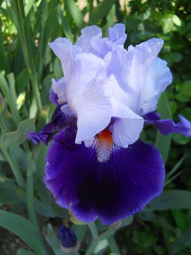Belle de Nuit - iris 2015
