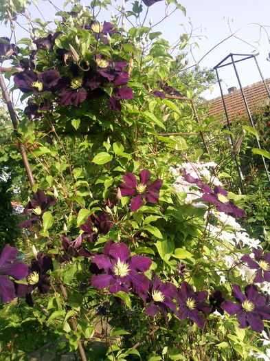 Photo3758 - 2015 Clematis