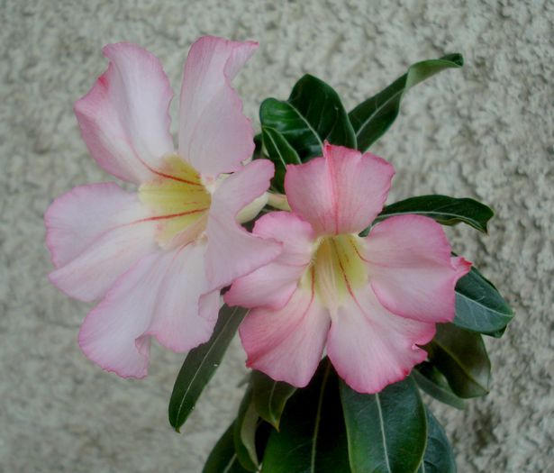 Mai 2015 - Adenium