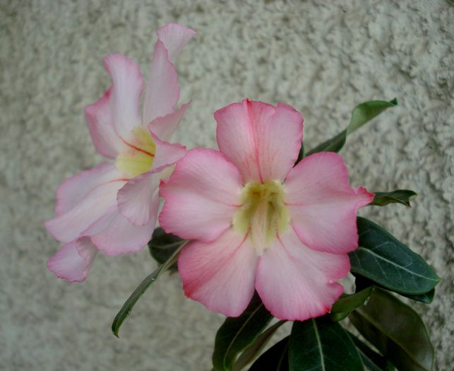 Mai 2015 - Adenium