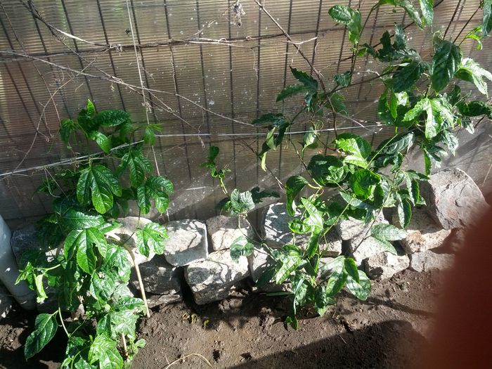 14320146325531321561293