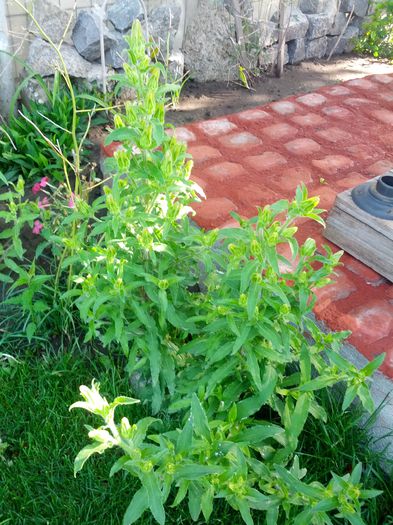 14320147369441321561293