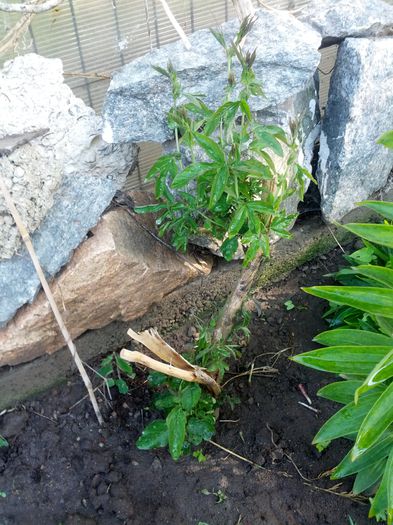 1432014809831-531072797