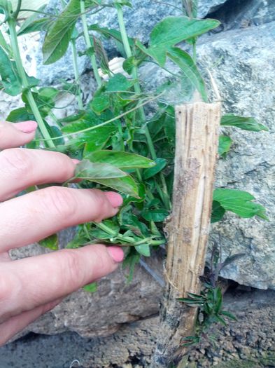 1432014832459-572760029