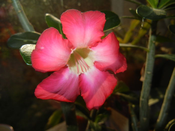 Adenium obesum Anouk (2015, May 01) - Adenium obesum Anouk