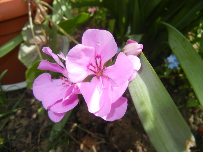 Lavender Ivy-Geranium (2015, April 18) - IVY-LEAVED Geranium Double