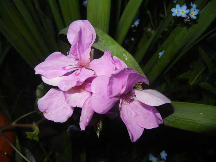 Lavender Ivy-Geranium (2015, April 28) - IVY-LEAVED Geranium Double