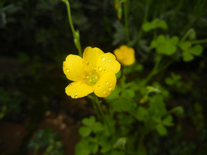 Oxalis stricta (2015, May 02) - Oxalis stricta_Wood Sorrel