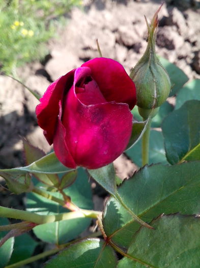 Nr.71 William Shakespeare