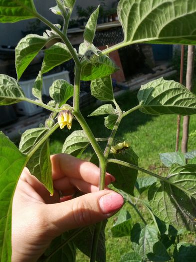 14320187998131412122662