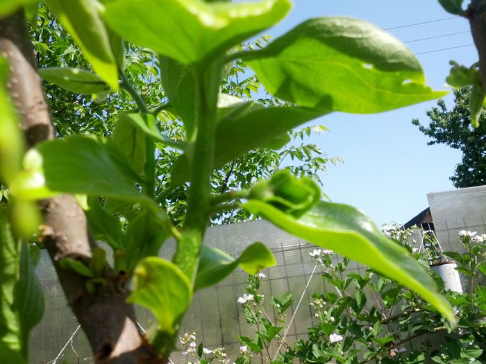 kaki vaniglia cu boboci