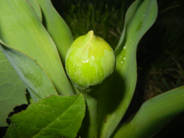 Allium schubertii (2015, April 28) - Allium schubertii