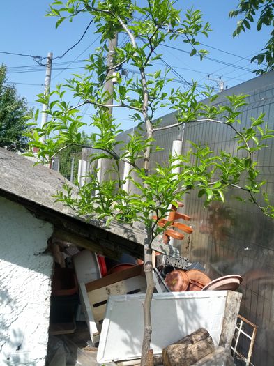 zizibus jujuba - gradina mea 2015