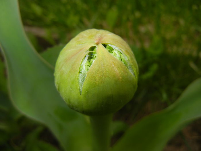 Allium schubertii (2015, May 02) - Allium schubertii